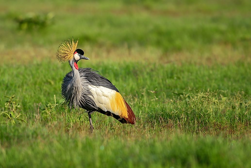 What Is The National Bird Of Nigeria