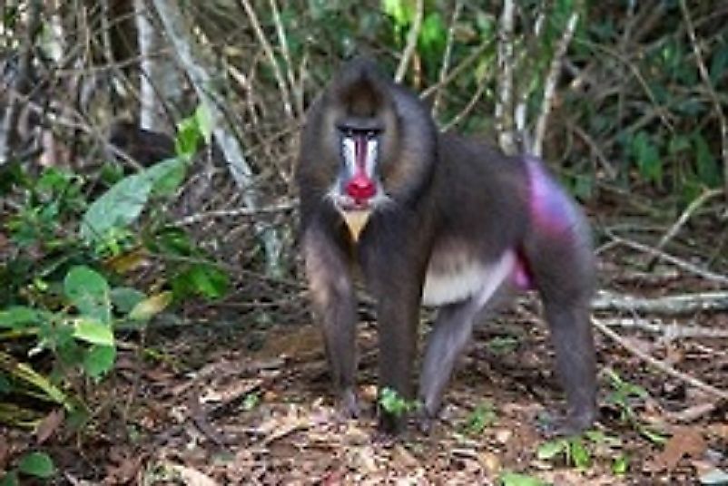 Dja River Rainforest Ecosystems And Faunal Reserve, Cameroon 