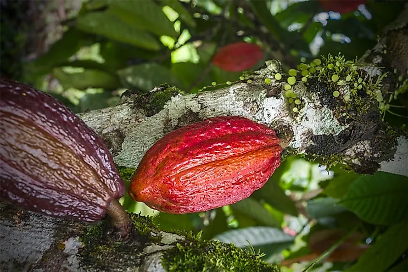 What Is Cacao (The Cocoa Bean)?