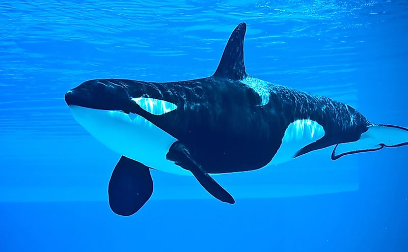 What Does A Killer Whale Eat? - WorldAtlas.com