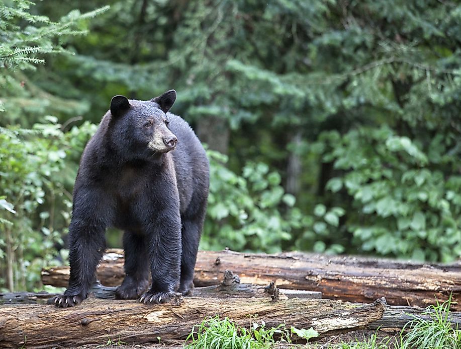 Black Bear Facts Animals of North America