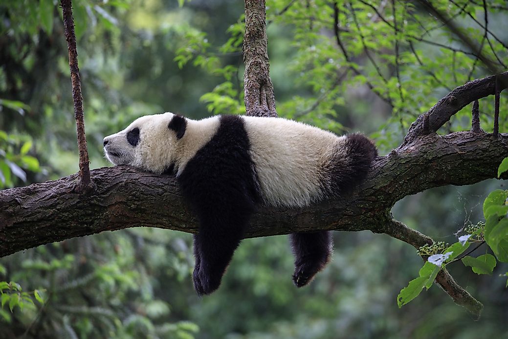 where-do-pandas-live-worldatlas