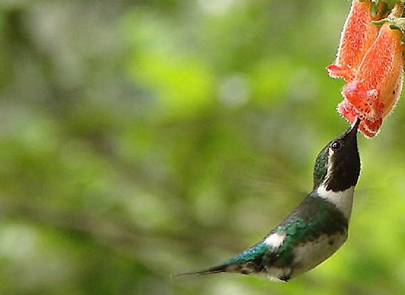 Native Birds Of Ecuador - WorldAtlas.com