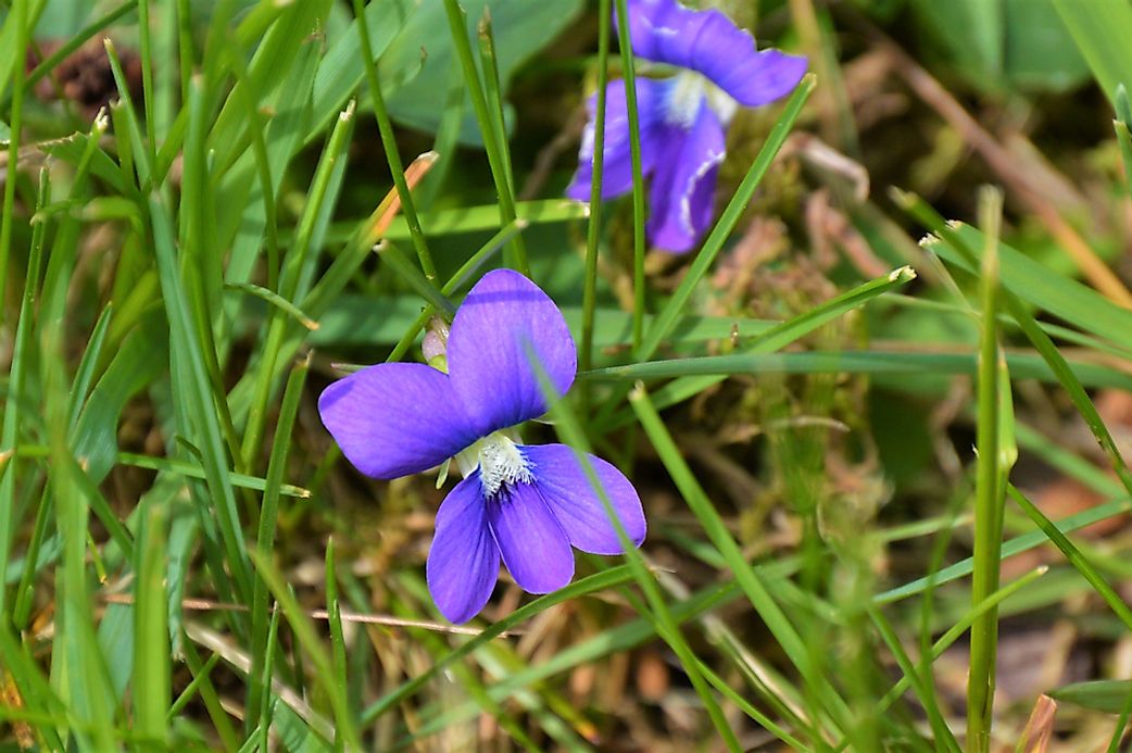 what-is-the-state-flower-of-illinois-worldatlas