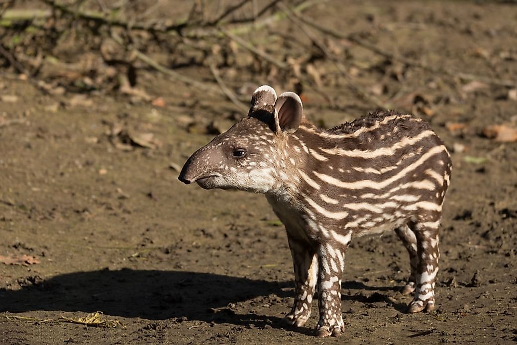 What Animals Live In South America? - WorldAtlas.com