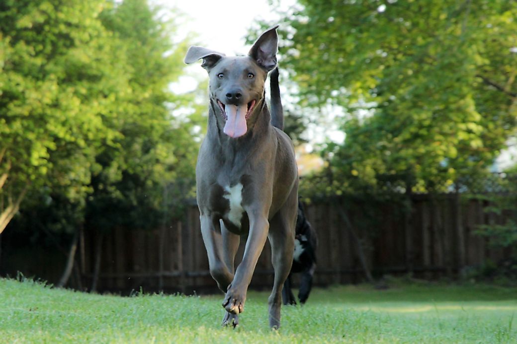 what-is-the-state-dog-of-texas-worldatlas