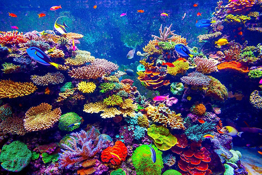 Oldest Aquariums in the United States - WorldAtlas.com