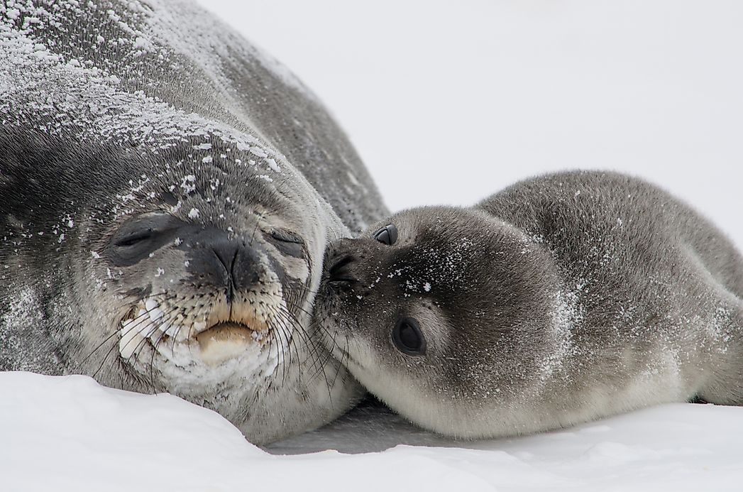 Weddell Seal Facts: Animals of Antarctica - WorldAtlas.com