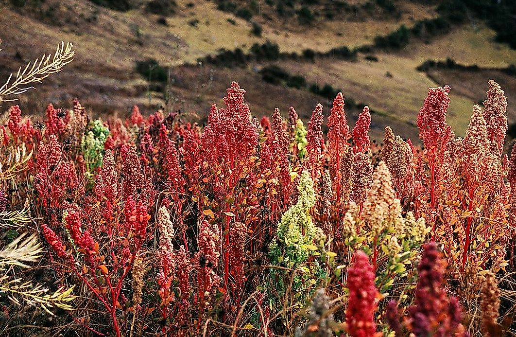 where-is-quinoa-grown-worldatlas