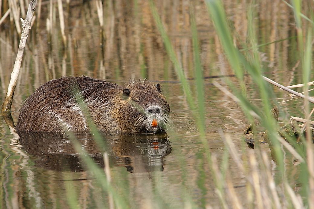 Nutria Rats - Animals of the World - WorldAtlas.com