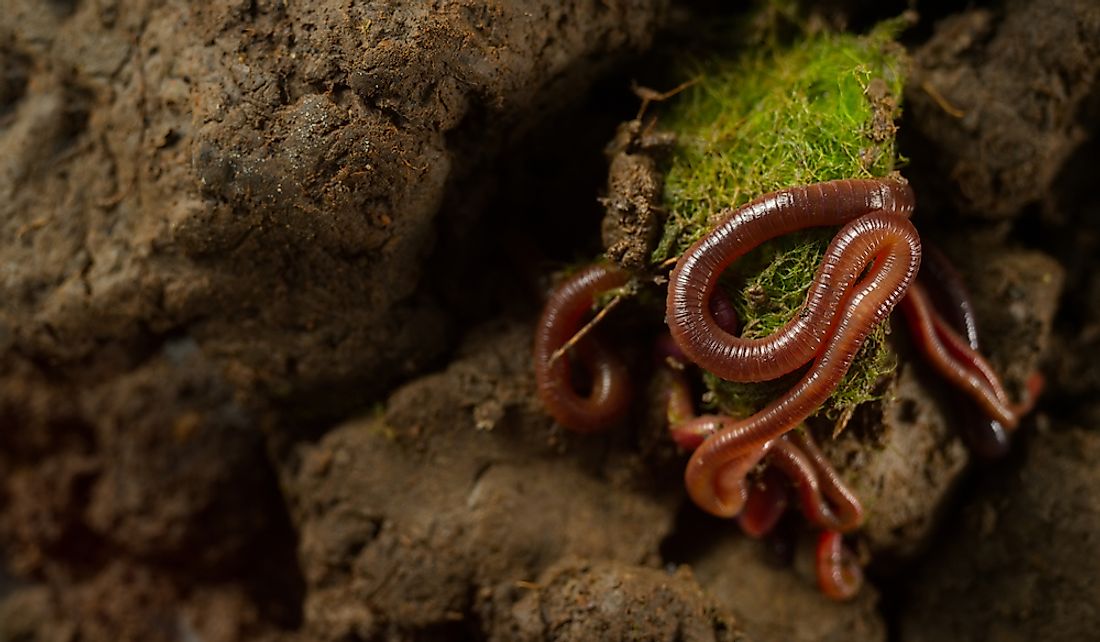 What Do Earthworms Eat? - WorldAtlas.com