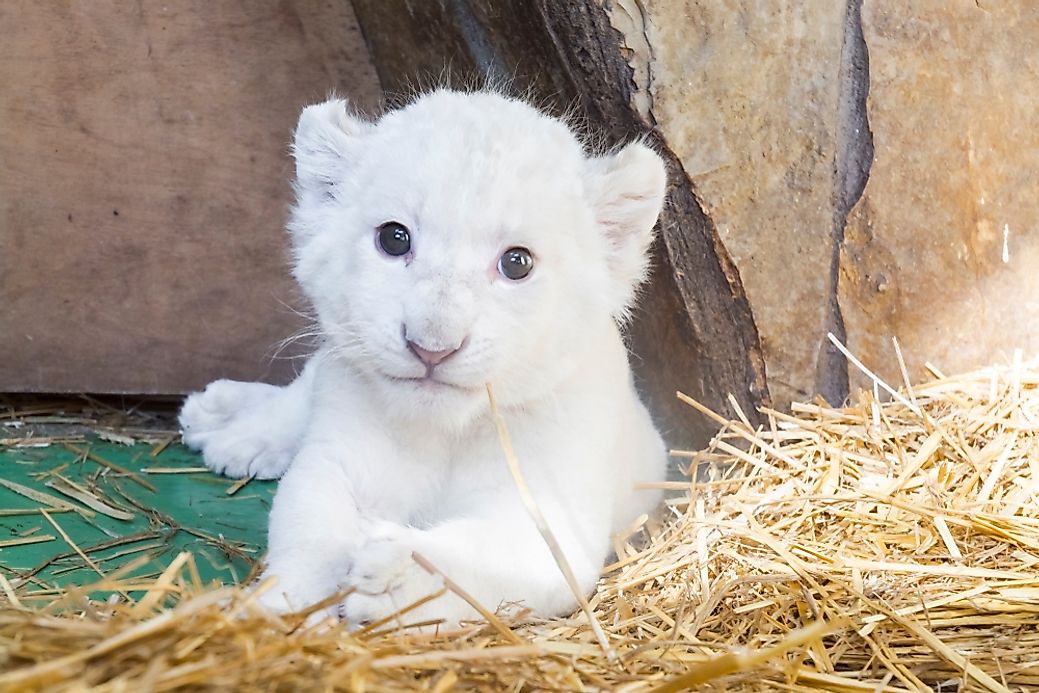 What Is The White Lion And Where Are White Lions Found? - WorldAtlas.com