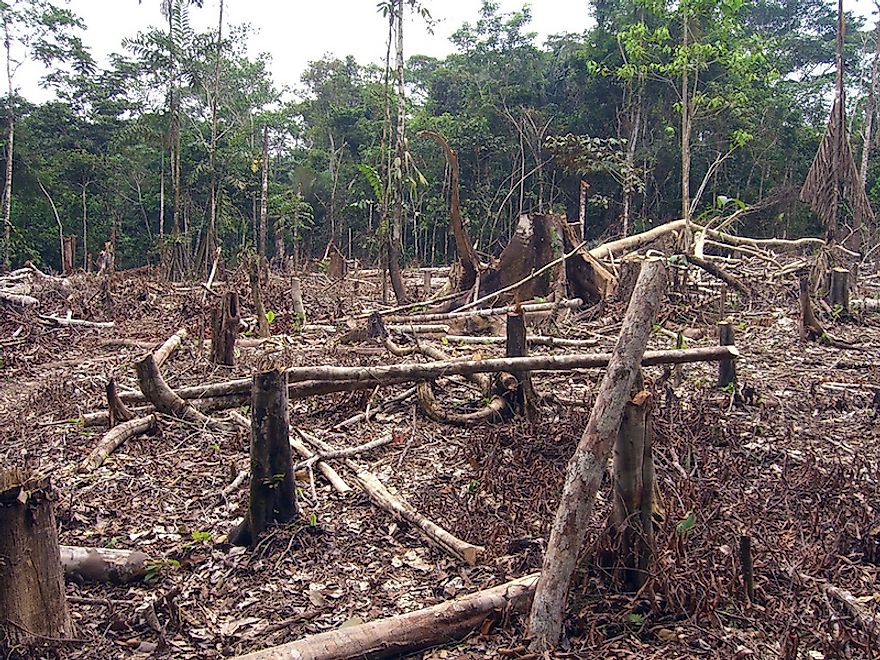 Worst Countries For Deforestation By Woodland Area Losses 