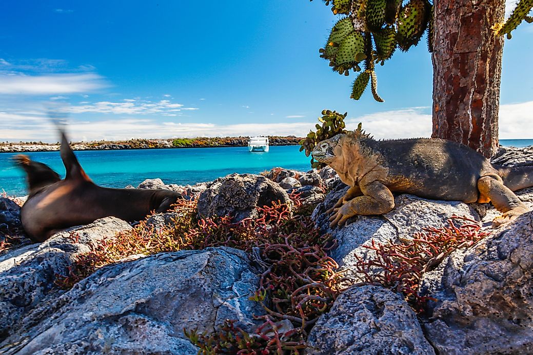 Galapagos Islands Animals - WorldAtlas.com