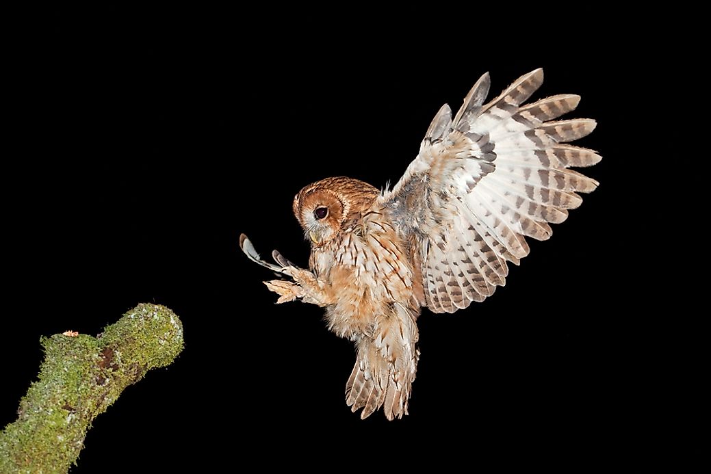 Owls In Danger The Most Threatened Species Of Owls Living Today