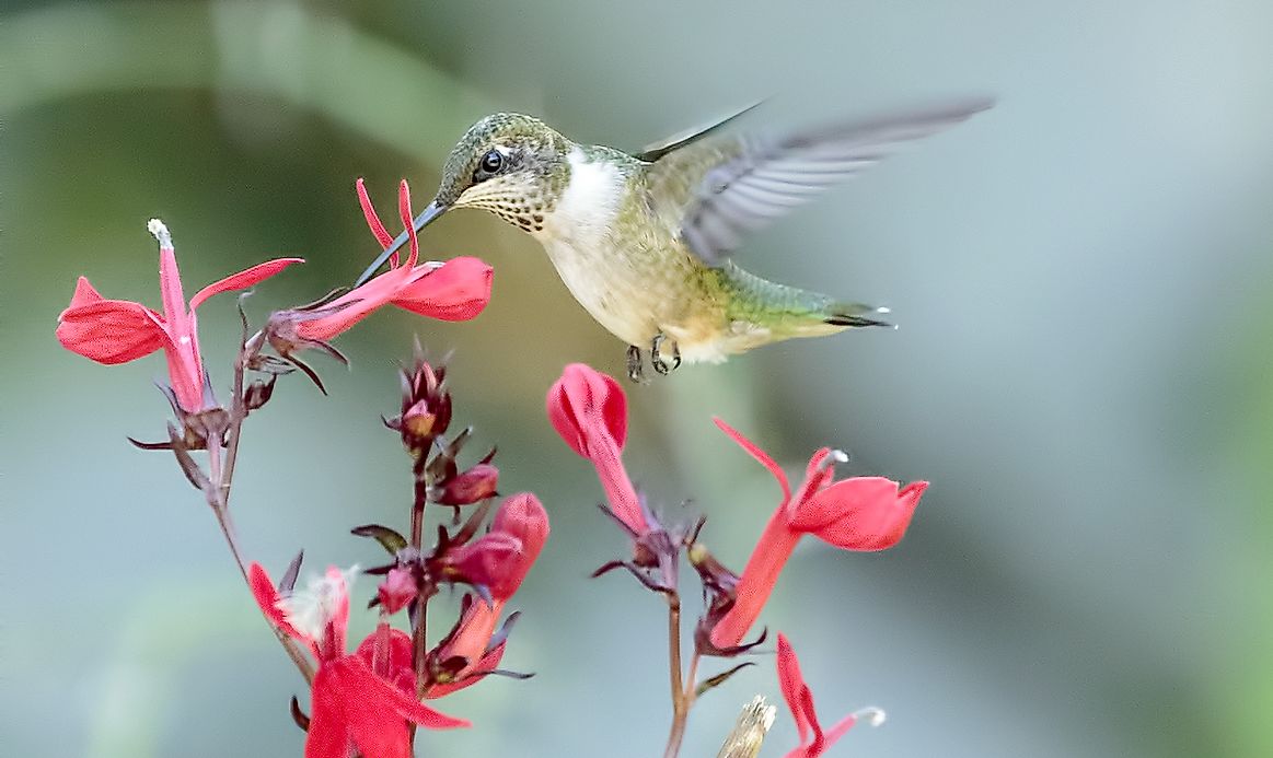 Hummingbird Facts: Animals of North America - WorldAtlas.com