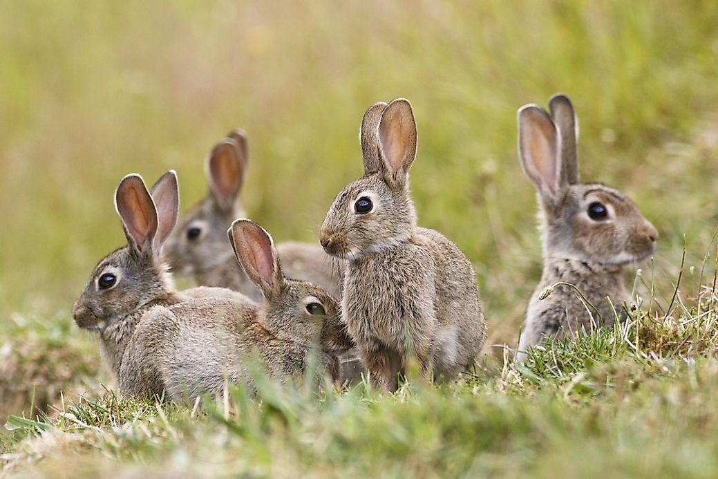 where-do-rabbits-live-worldatlas