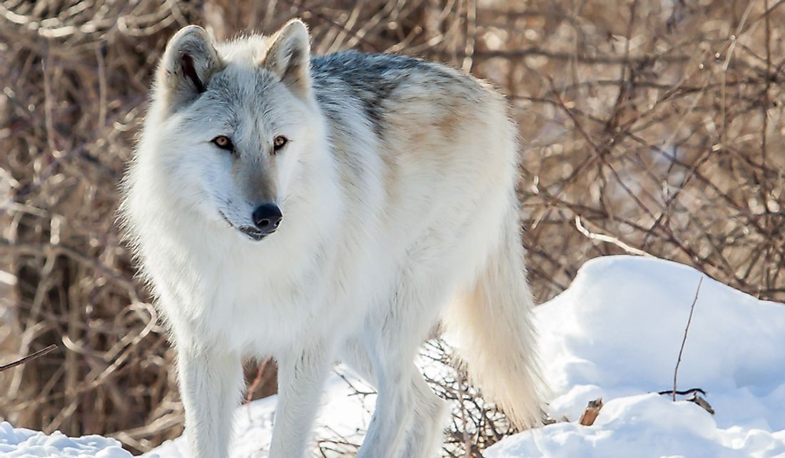 What Is the World's Largest Species of Wolf? - WorldAtlas.com