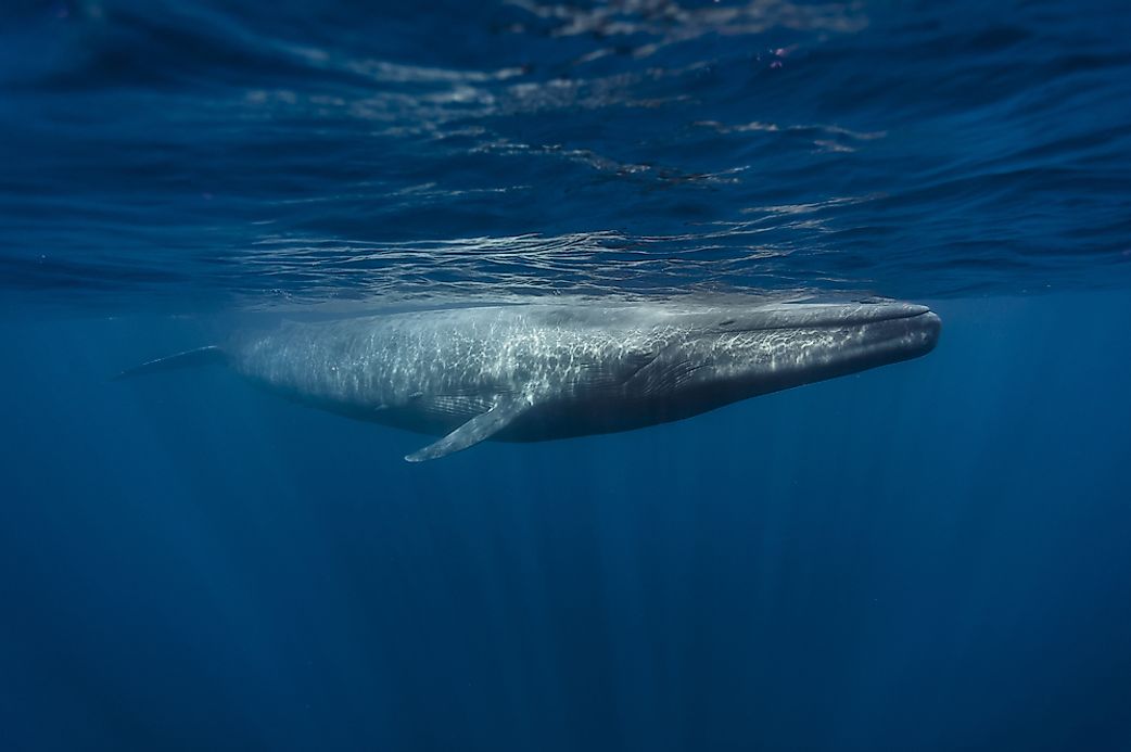 10 Amazing Facts About Blue Whales - WorldAtlas.com