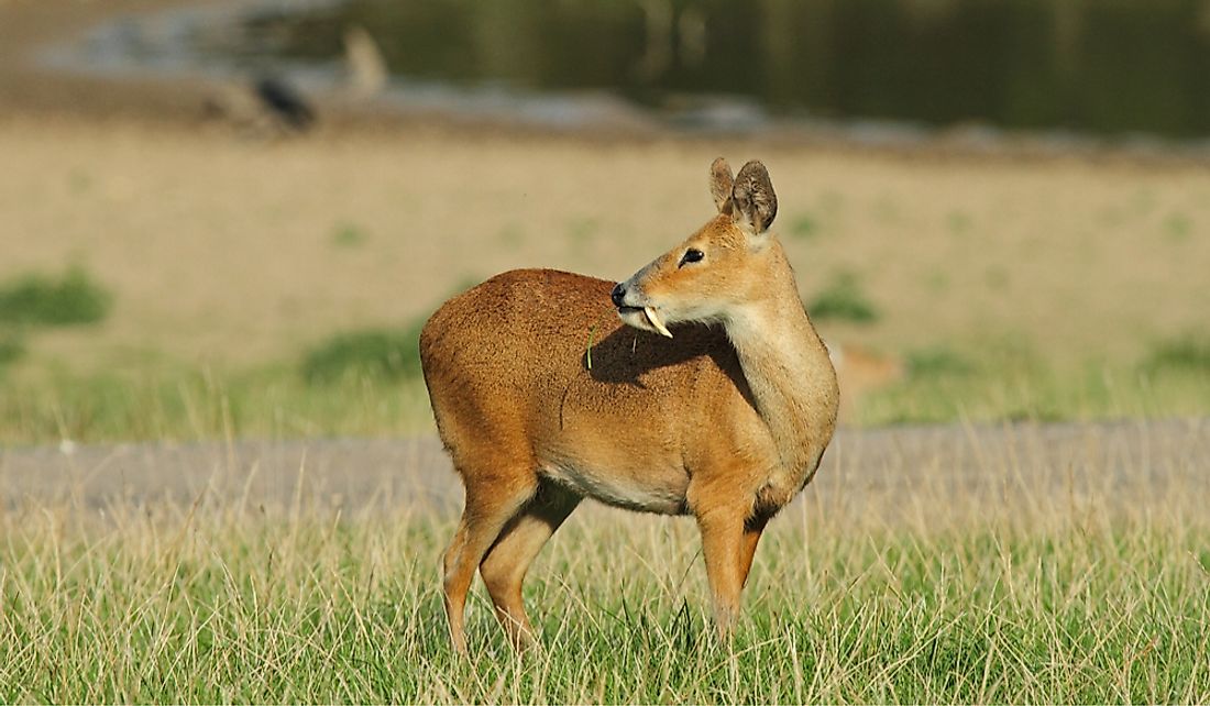 Water Deer Facts Animals Of Asia