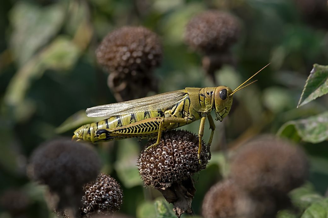 what-kind-of-animals-are-orthoptera-worldatlas