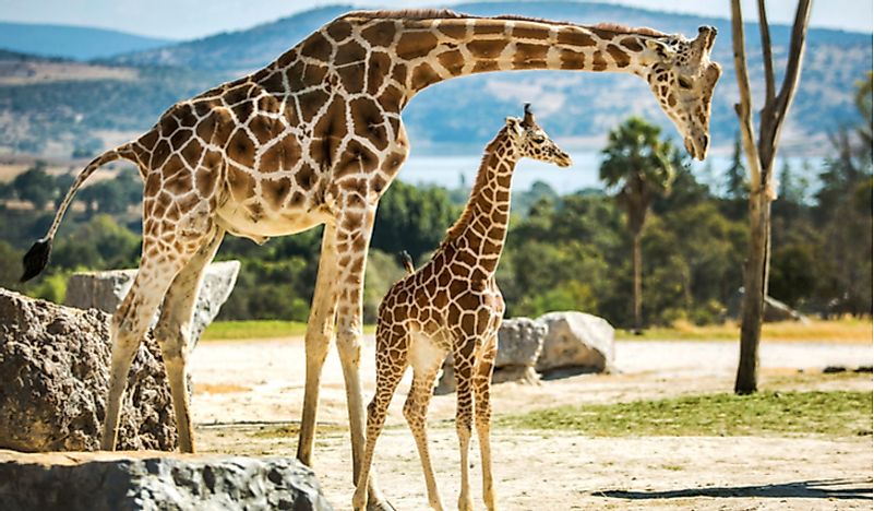 10 Fun Facts About Giraffes - WorldAtlas.com