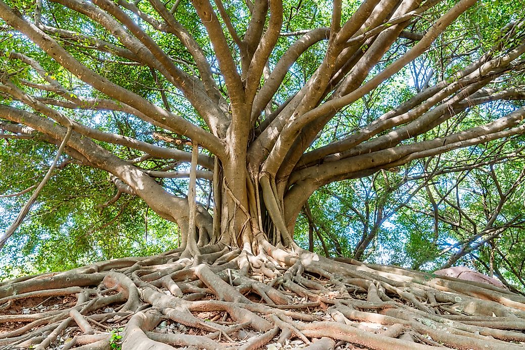 banyan tree largest worldatlas shutterstock