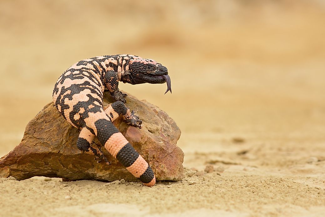 venomous-lizards-of-north-america-the-gila-monster-worldatlas