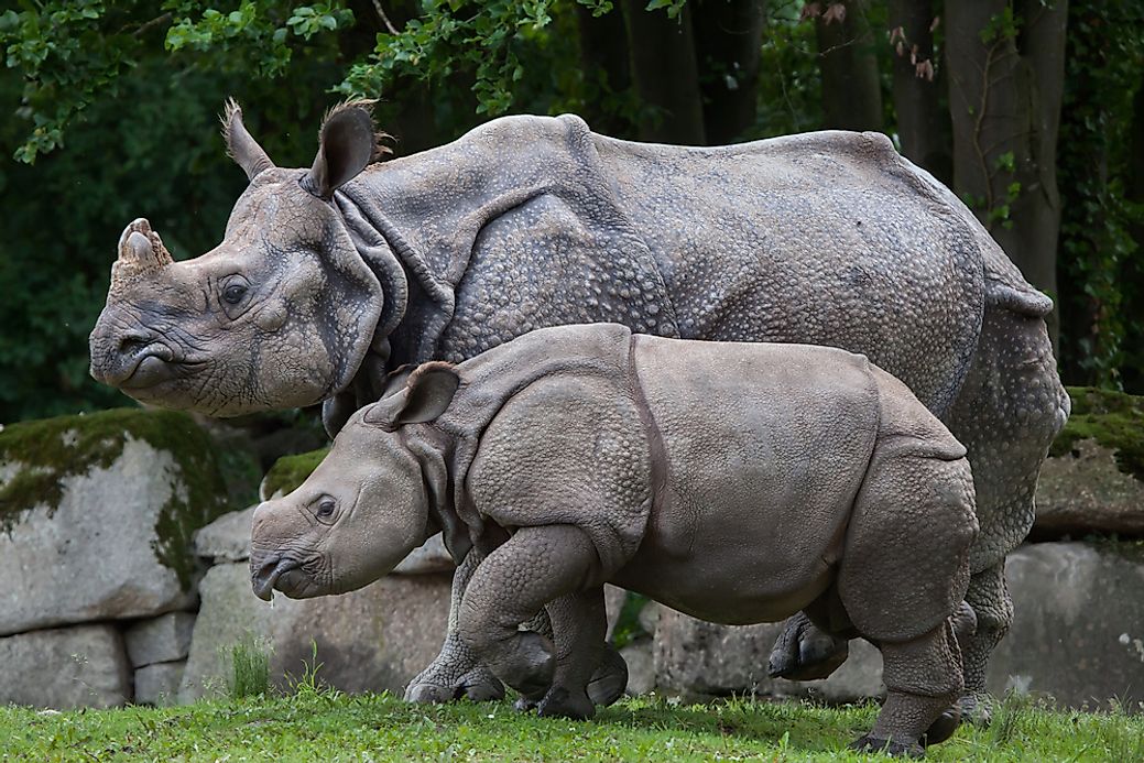 The Indian Rhinoceros Population: Important Facts And Figures