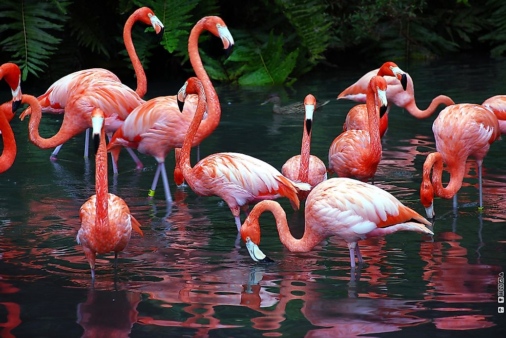 pretty flamingo images