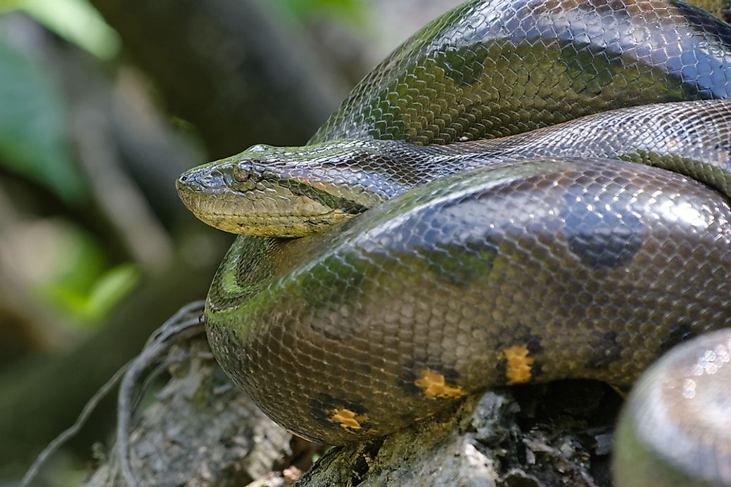 Where Do Green Anacondas Live In The Rainforest