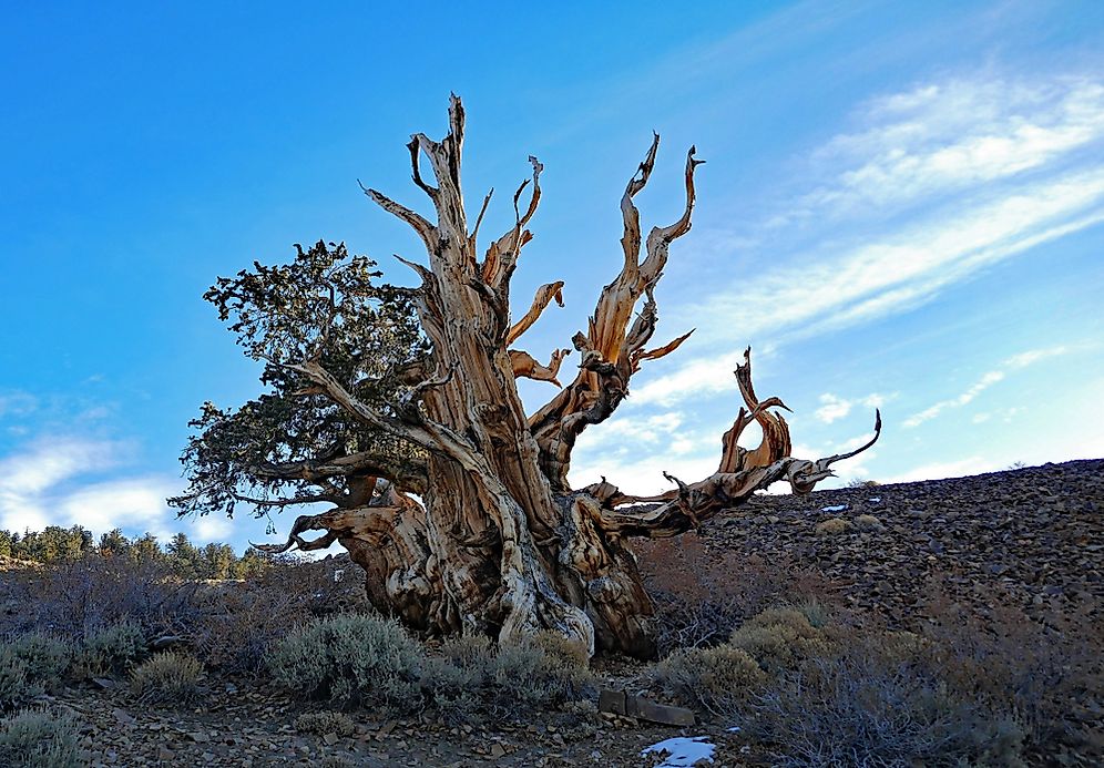 what-is-the-oldest-living-thing-in-the-world-worldatlas