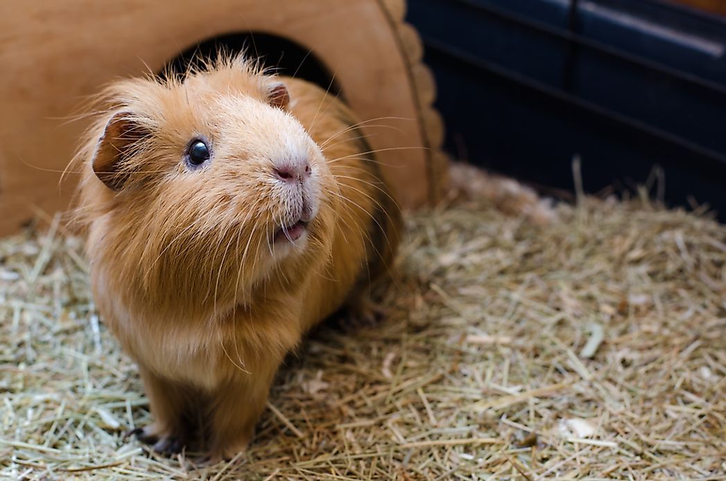 where-do-guinea-pigs-live-in-the-wild-worldatlas