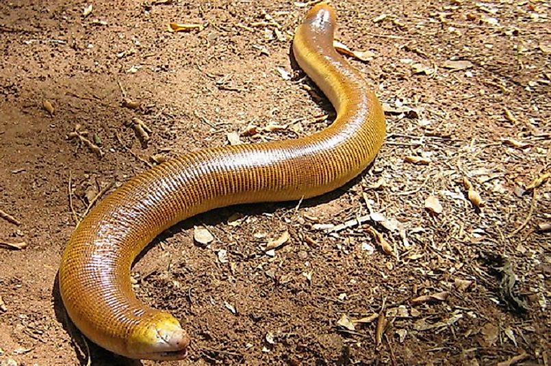 The Amazing Reptiles Of Brazil - WorldAtlas.com