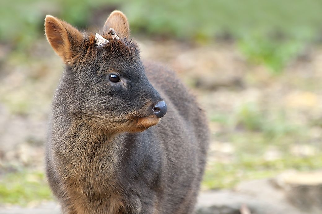 Which Is The World's Smallest Species Of Deer And Where Is It Found? - WorldAtlas.com