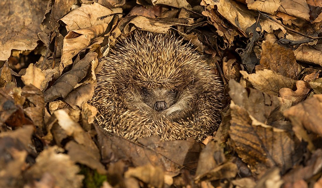 types-of-animal-dormancy-worldatlas