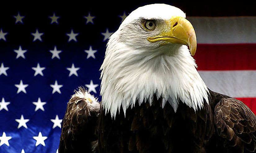 What Made The Bald Eagle The National Bird Of The United States 