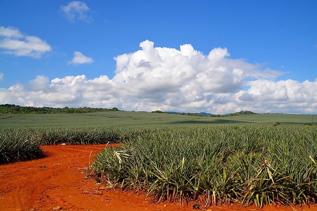 Top Pineapple Producing Countries