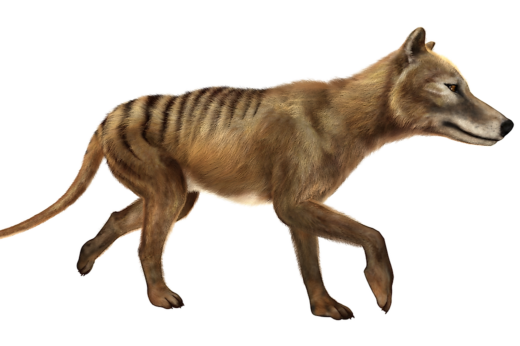 What Factors Are Blamed For The Extinction Of The Tasmanian Tiger ...