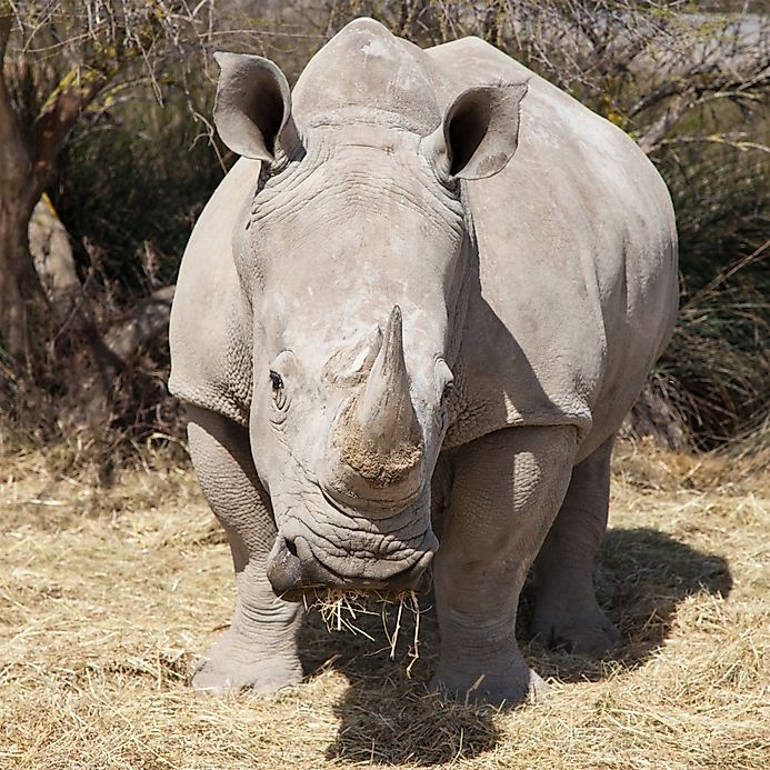 White Rhinoceros Facts Animals of Africa