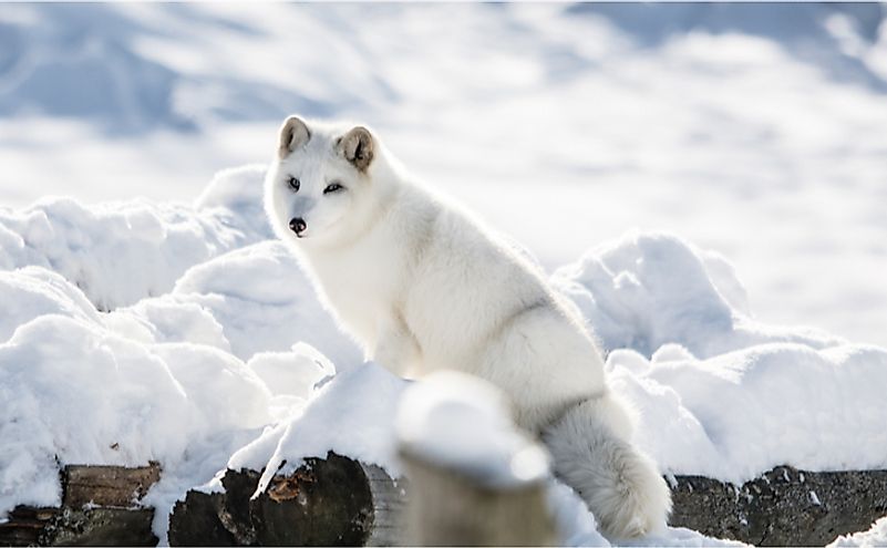 10 Animals Found In Greenland - WorldAtlas.com