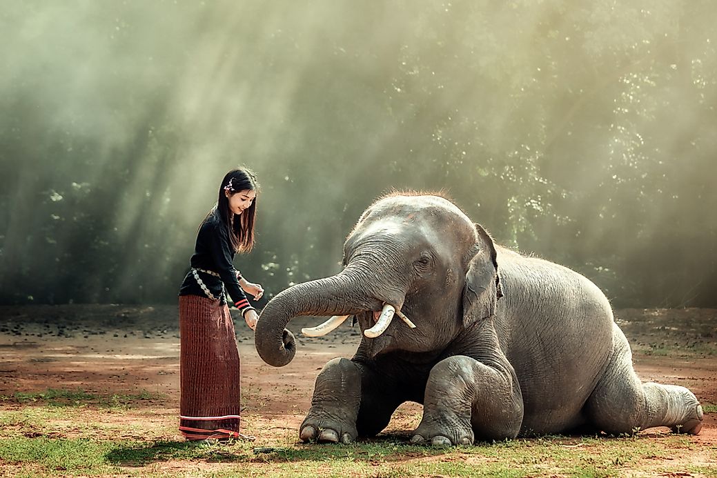 What is the National Animal of Thailand? - WorldAtlas.com