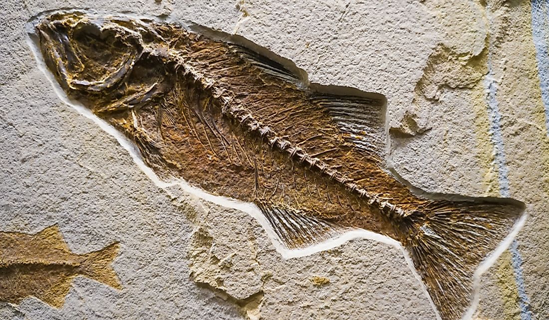 What Is A Fossil? - WorldAtlas.com