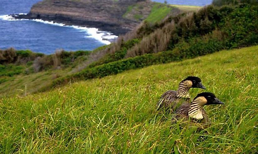 what-animals-live-in-hawaii-worldatlas