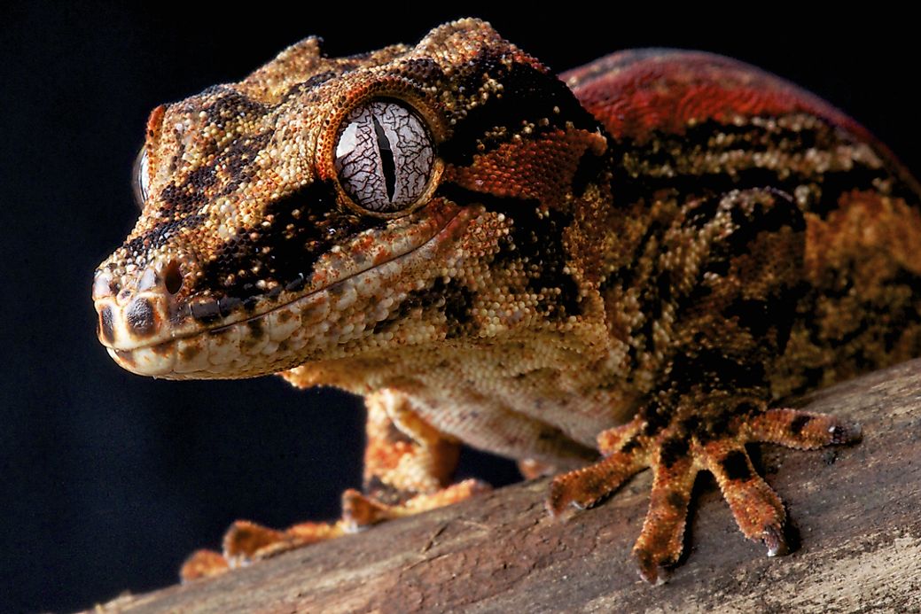 Gargoyle Gecko Facts: Animals of Oceania - WorldAtlas.com