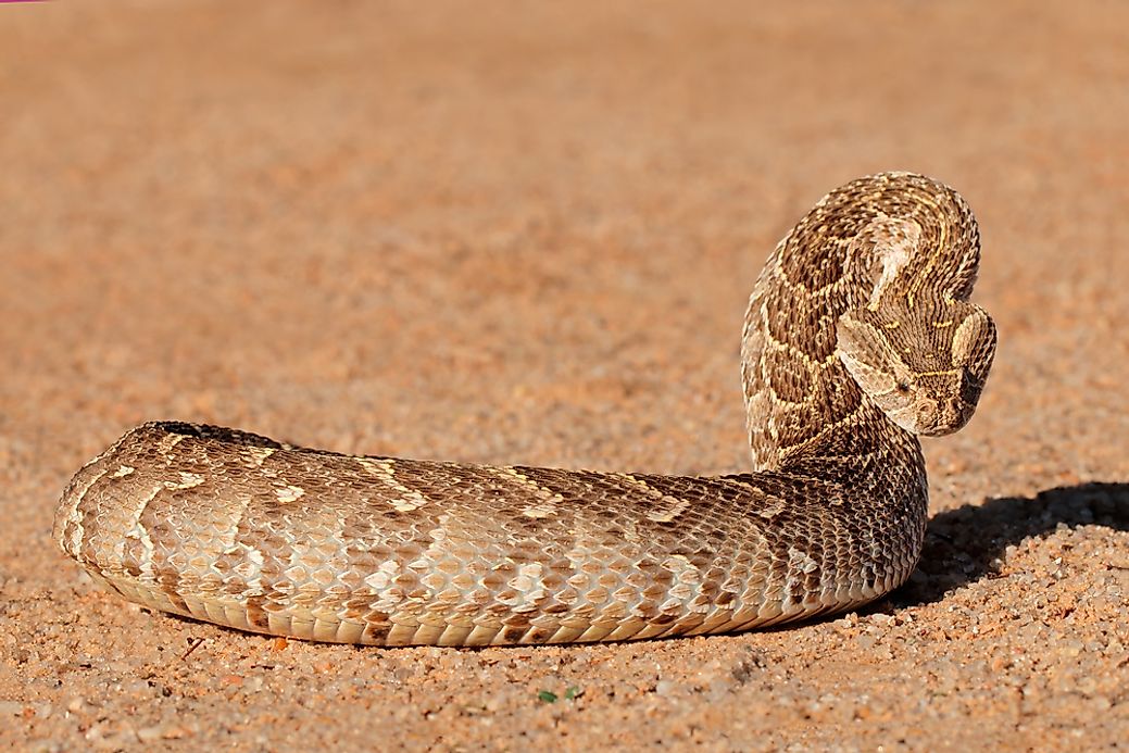 deadly-snakes-found-in-africa-worldatlas