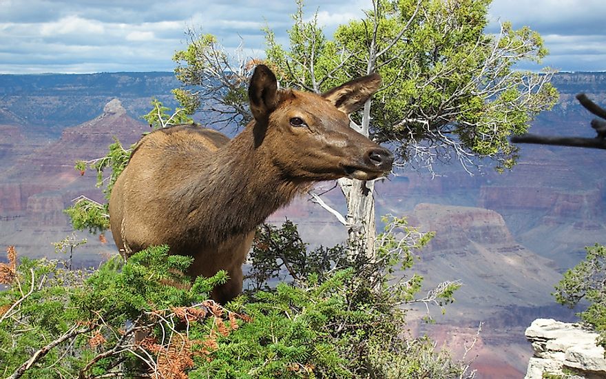 What Animals Live In The Grand Canyon? - WorldAtlas.com