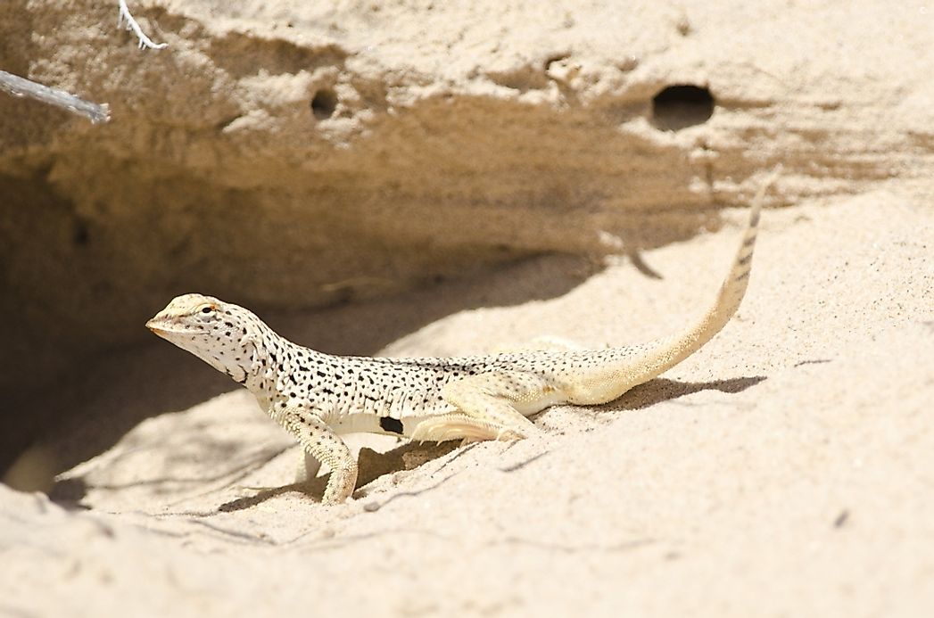 FringeToed Lizard Facts Animals of North America