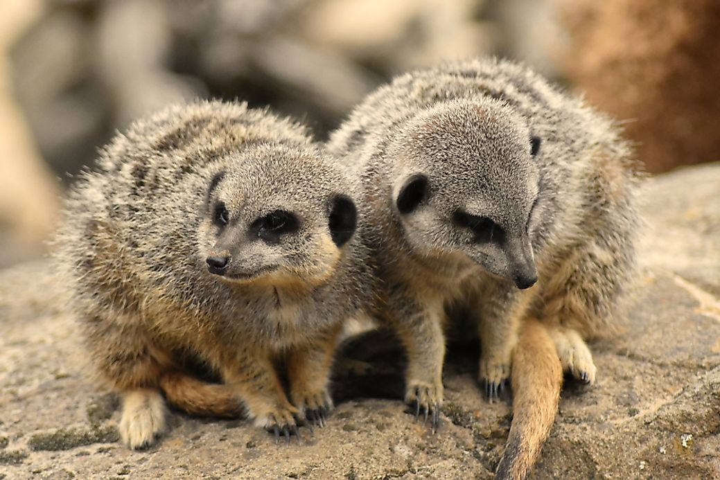 Animals Of The Kalahari Desert WorldAtlas