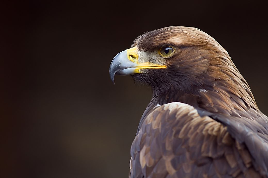 What Is The National Bird Of Germany WorldAtlas